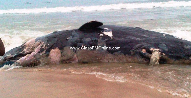 Dead whale washed ashore