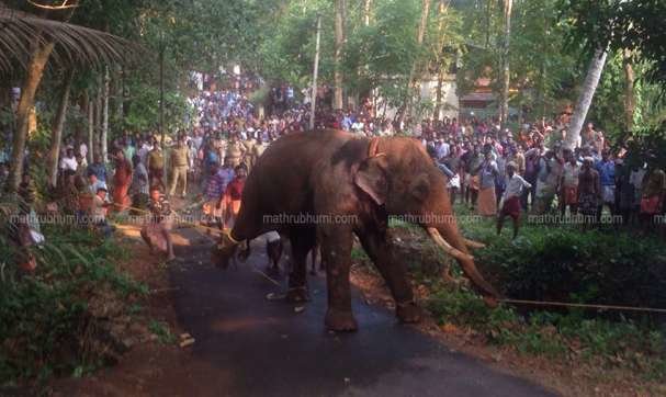 The elephant that killed two mahouts at Karukanchal being brought under control 
