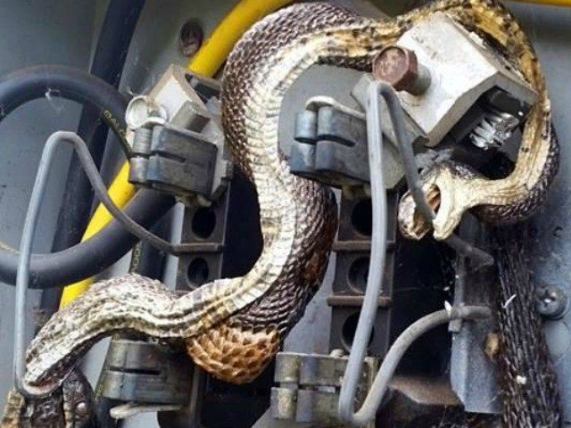 Two snakes were electrocuted when they crawled into an electrical box on E. Parker Road.