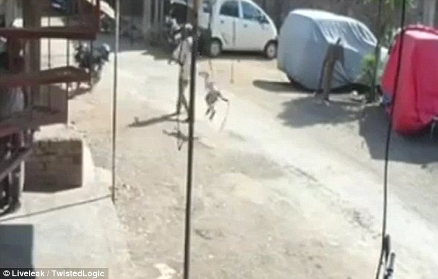 The monkey then leaps in the air and pounces, dealing a powerful blow to the man's back with its feet