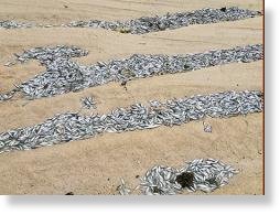 Thousands of dead juvenile fish were found on the shores of Amouli village this past Wednesday. Exactly what caused it is unknown at this time. 