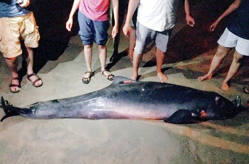 The dwarf sperm whale that washed ashore in Palolem on March 23 is the third confirmed case on India’s western coast. 