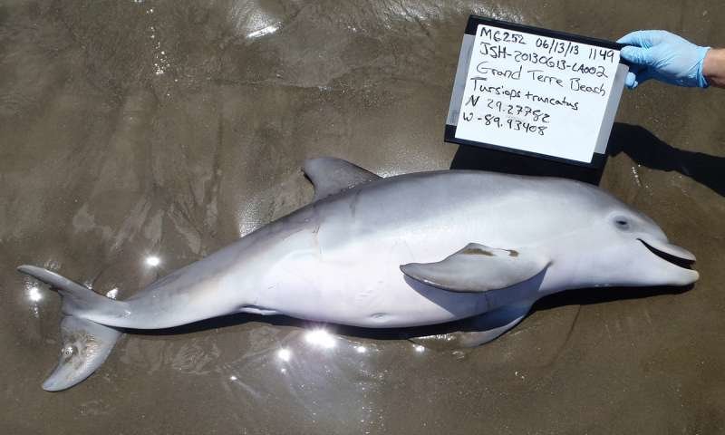dolphin deaths deepwater horizon spill