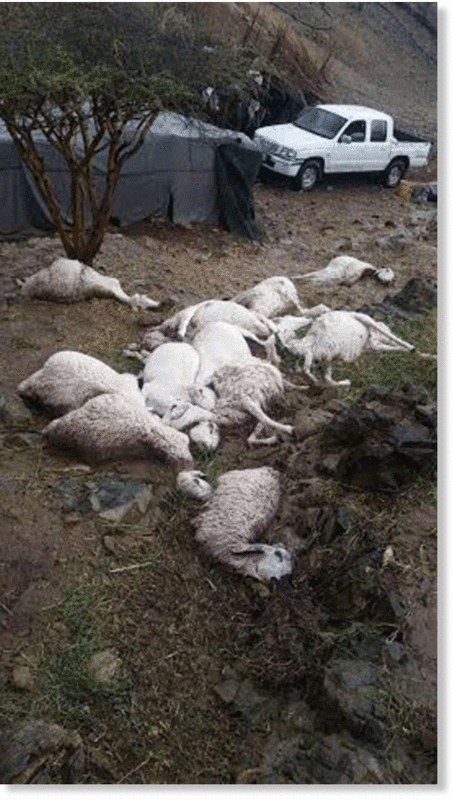 Dead sheep