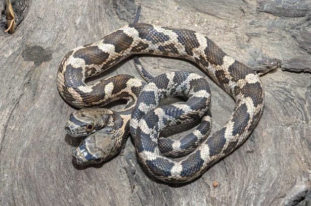The two-headed snake was found in Kansas by Jason Talbott's friends 