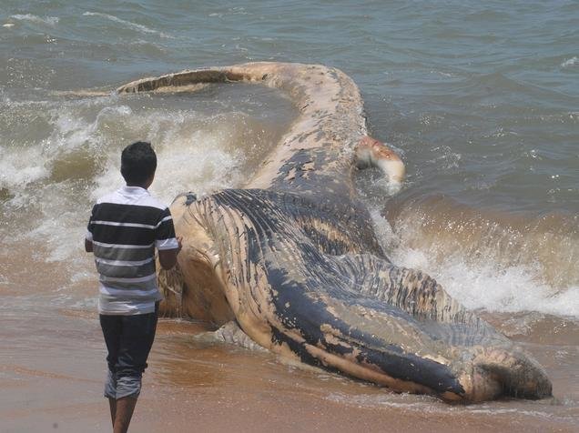 A dead whale was washed ashore at Someshwar Beach near Mangaluru on Wednesday. 