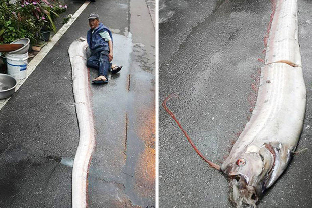 The appearance of an oarfish could suggest an earthquake is imminent 