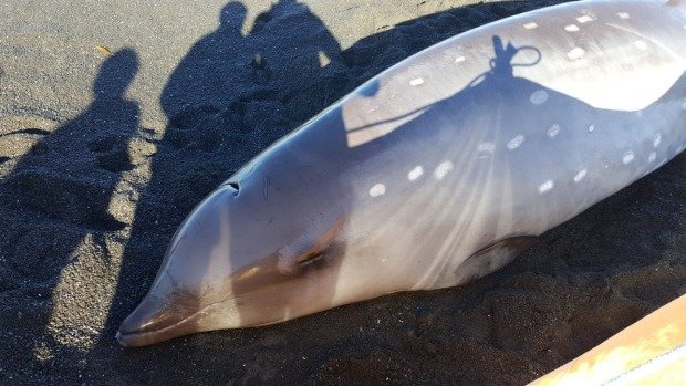 A five-metre Cuvier's beaked whale was euthanised at Whangaimoana beach, South Wairarapa after attempts to refloat it failed