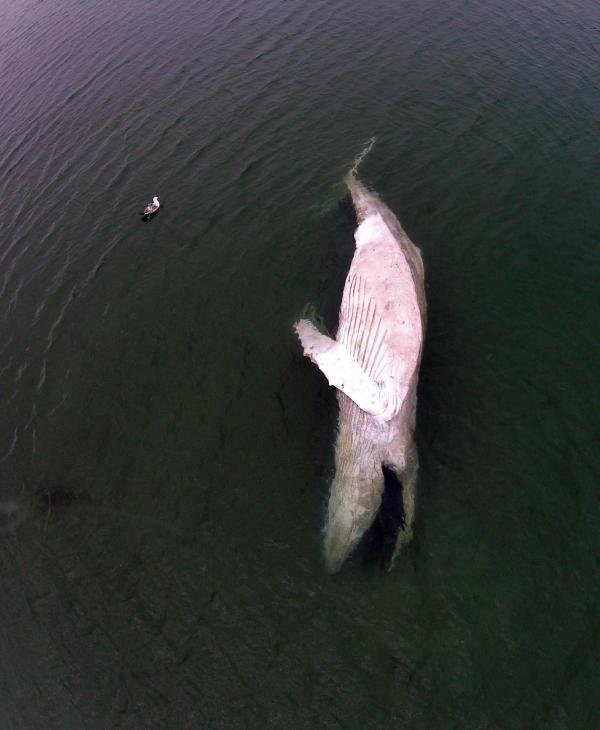 A drone photograph captured the sight of the dead whale grounded in Gardiner's Bay on Monday afternoon. 