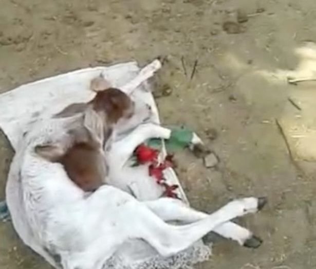 The two-headed cow has been hailed a miracle by villagers in India 