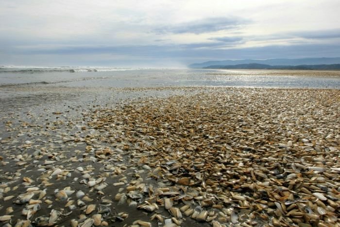 Thousands of clams beached on the shores of Chiloe Island in May. 