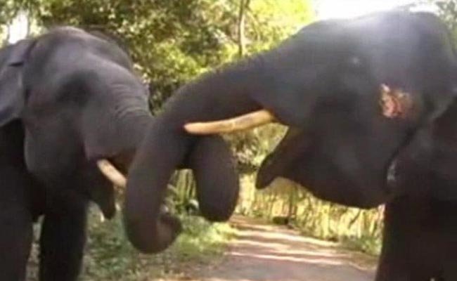Three members of a family- two women and an infant -were killed after a wild elephant raided Gendrapara village. (Representational Image)
