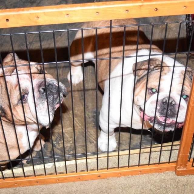 Police say these two dogs, named Bull (left) and Tomahawk, mauled a woman's body Sunday, May 8, 2016. 