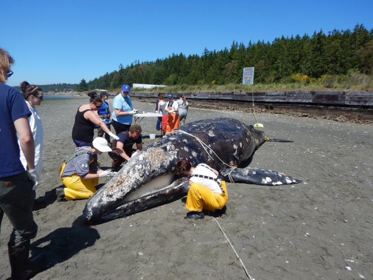 Gray whale found dead in Seattle