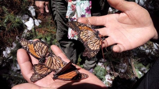 Click to enlarge Monarch Butterfly