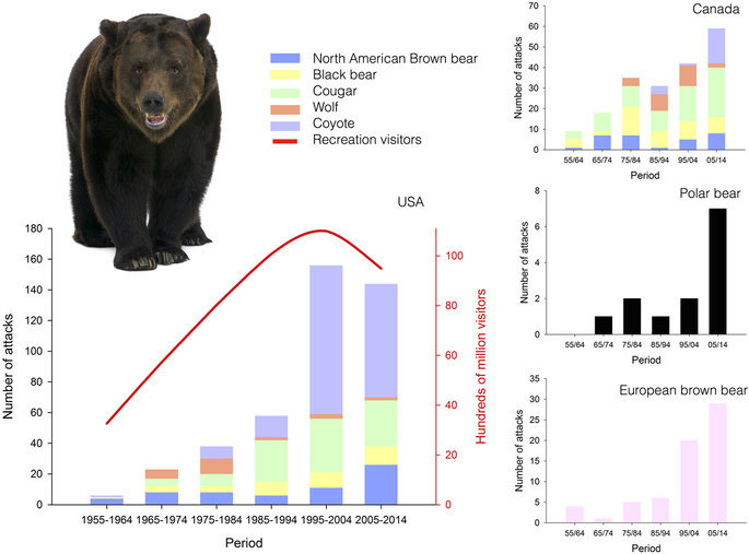 The number of attacks on humans by large carnivores has increased significantly during the last few decades for almost all large carnivores. 