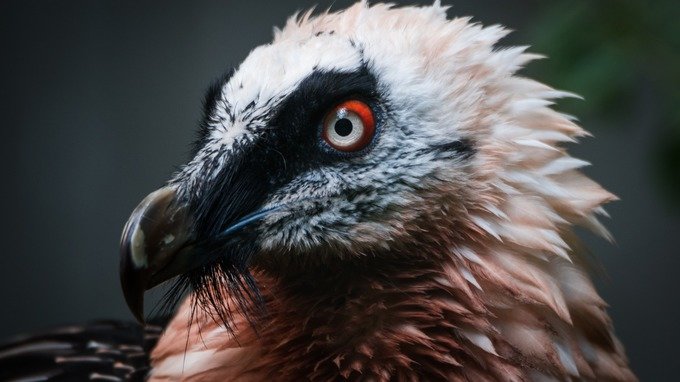 A bearded vulture in captivity in Germany 