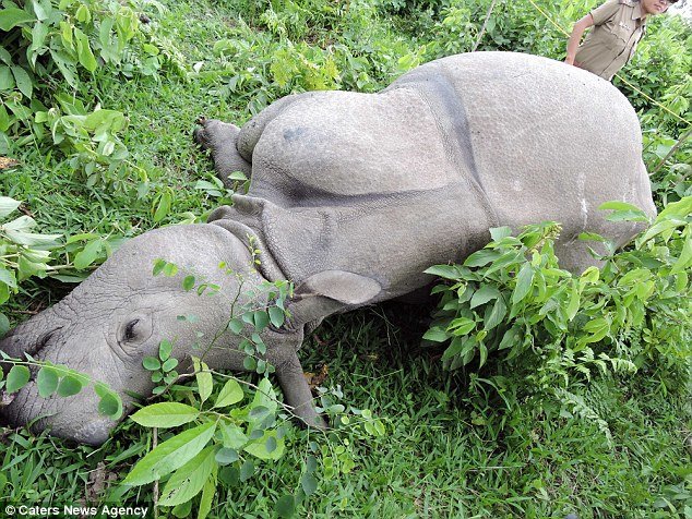 Tragedy: Officials said the 27-year-old female, a 14-year-old calf and a baby rhino were struck by a bolt that 'shook the ground' for miles