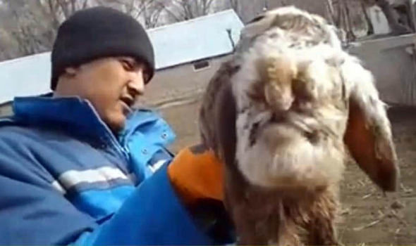 The strange mutant animal was born on a farm in the town of Chilik, Kazakhstan