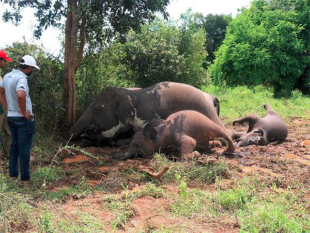 Four elephants, including two calves, were killed by lightning in northern Sri Lanka in one of the worst wildlife tragedies to hit the country in years.