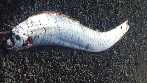 Tim Wilding found the unusual-looking oarfish washed up on a beach south of Kaikoura.