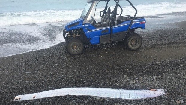 Tim Wilding found an oarfish - missing a tail - south of Kaikoura.