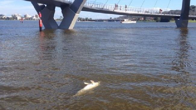 A dead dolphin has washed up in Elizabeth Quay