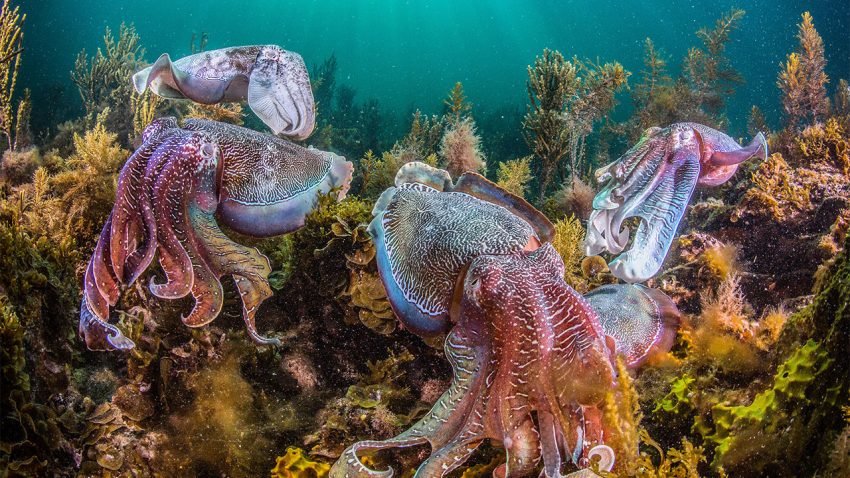 Cephalopods, australian cuttlefish