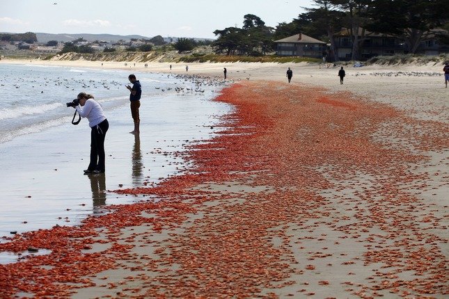 Millions of pelagic red crabs washed up on Del Monte Beach in Monterey on Monday, May 23, 2016. 