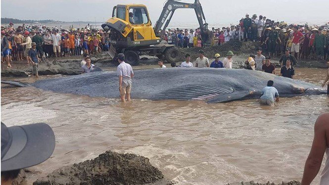 A whale estimated to weigh 15 tons is stranded at a beach in Nghe An Province's Dien Thinh Commune on May 25, 2016.