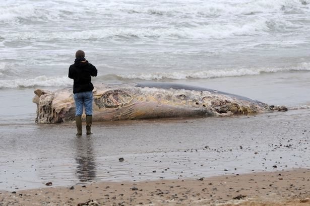 The Coast Guard received reports of a “deceased whale” on the beach at 9am 