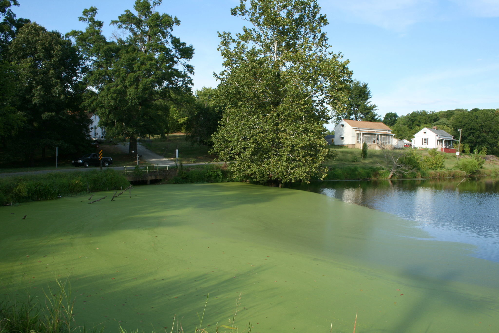 Algae pond