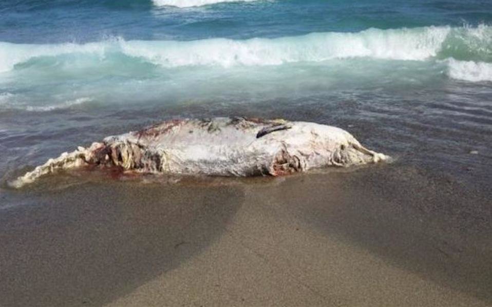 Dead whale carcass
