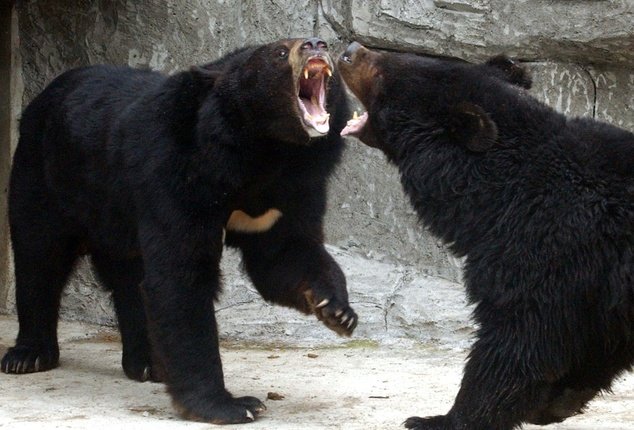 Japan has seen a number of bear attacks in recent weeks