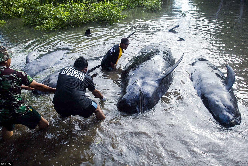 The pilot whales that were not helped back to sea were brought ashore for burial in alignment with local tradition