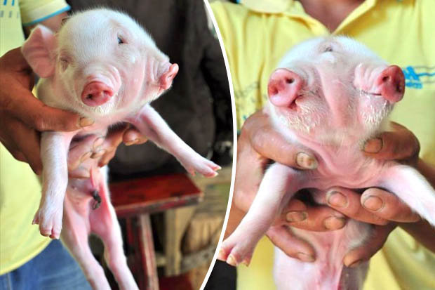 This piglet was born with two heads