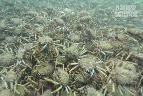 Hundreds of thousands of giant spider crabs gather on the floor of Port Phillip Bay, and now in your nightmares. 