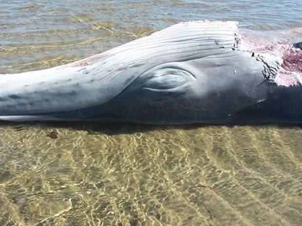  A dead whale washed up on a Bowen beach.
