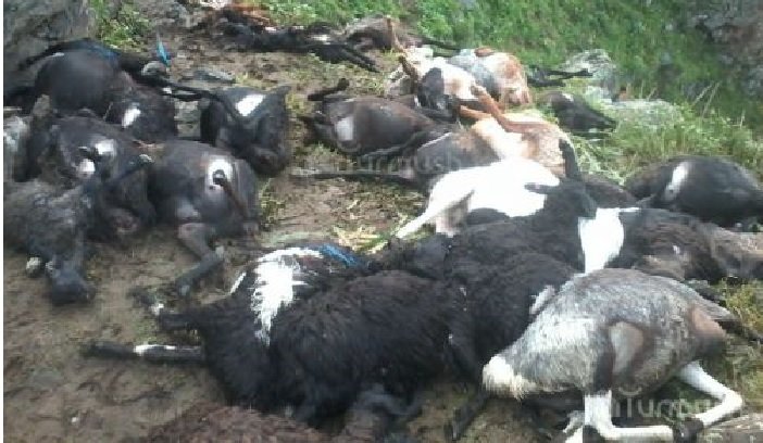 120 sheep killed by a lightning strike 