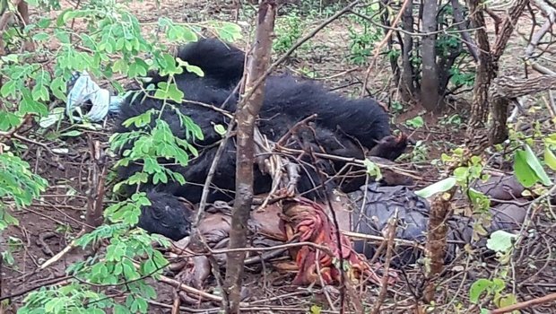 The bear lying down next to the body after making the kill at Guntanpally village in Mahbubnagar on Monday