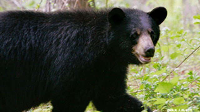 Officials issue warning after a woman in Canton was nipped by a bear. 