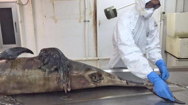 The dead porpoise found on Sunday. 