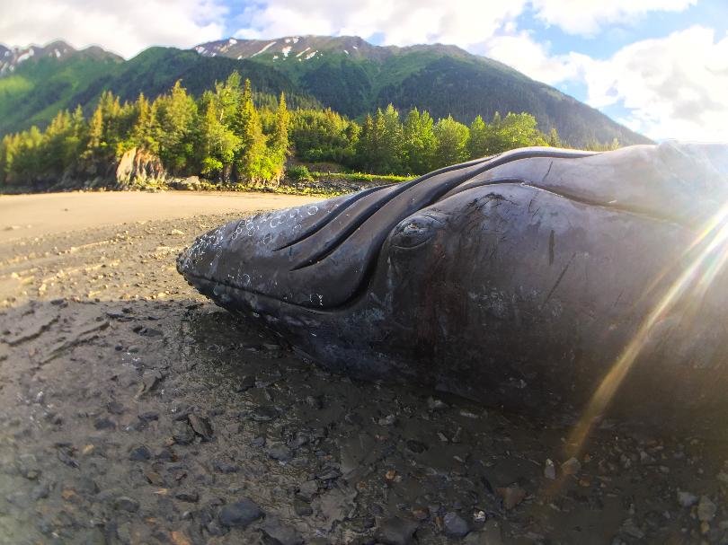 Click to enlarge A humpback whale spotted near Hope.
