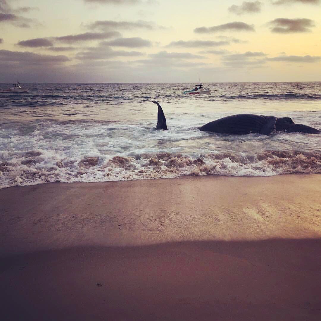 A whale that washed ashore at Dockweiler State Beach is seen in this photo posted to the Los Angeles County Fire Department Lifeguard Division Twitter page.