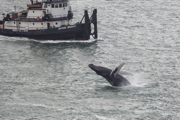 Gray whale near the Golden Gate Bridge