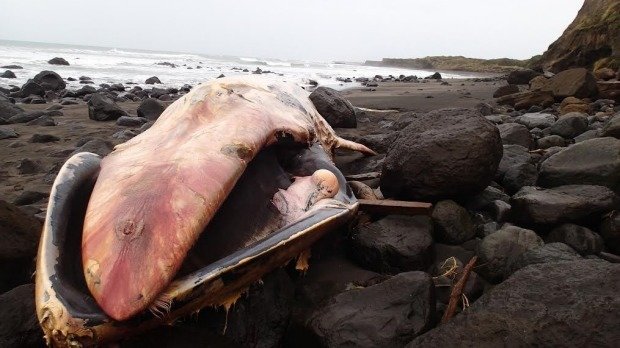 A 17-metre-long dead fin whale washed up near Opunake over the weekend. 