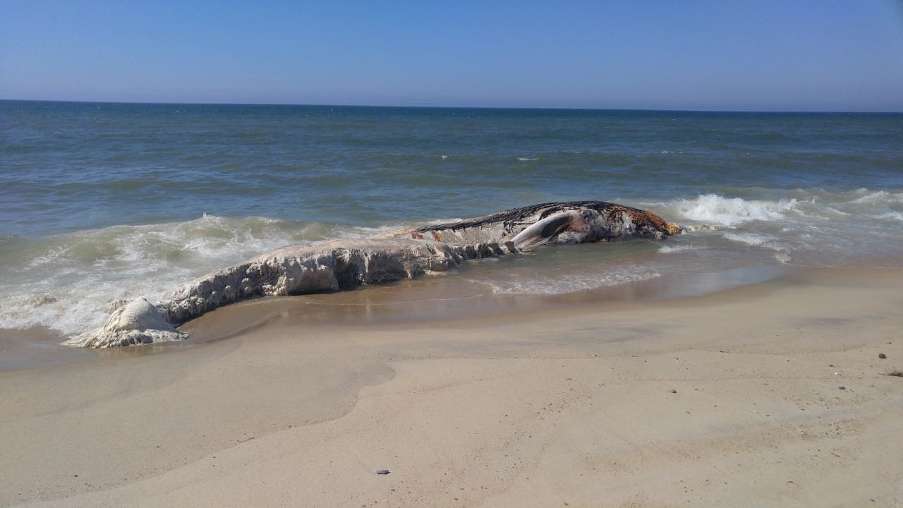 A dead, badly decomposed whale washed up on South Beach in Edgartown Monday putting a damper on swimming at the popular Martha’s Vineyard beach on a bright, sunny Fourth of July.