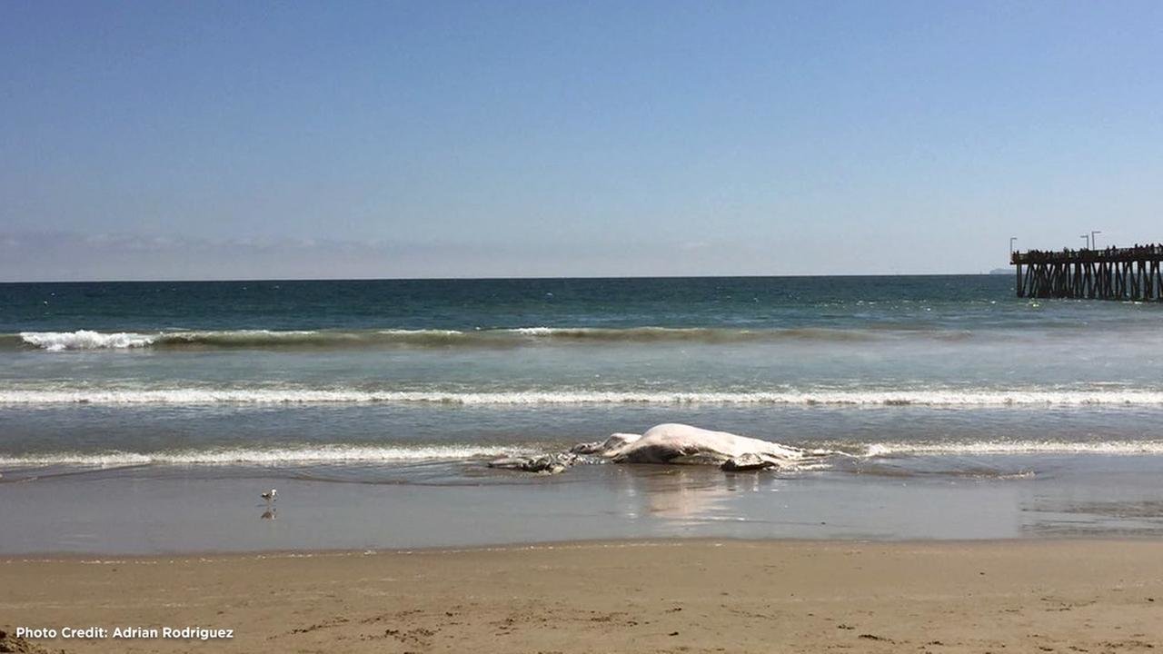 A dead whale washed ashore in Port Hueneme in Ventura County on Monday, July 4, 2016.