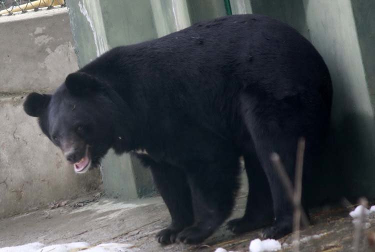Himalayan Black Bear is visible in the lower reaches from spring to autumn and hibernate in winter in Kashmir.