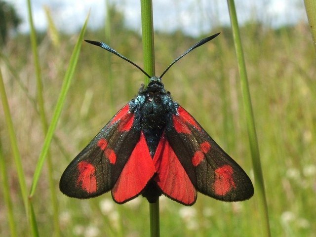 Six-spot Burnet Moth (Zygaena filipendulae)